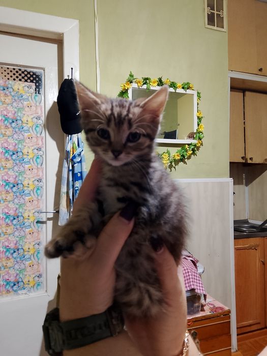 Британські коти.