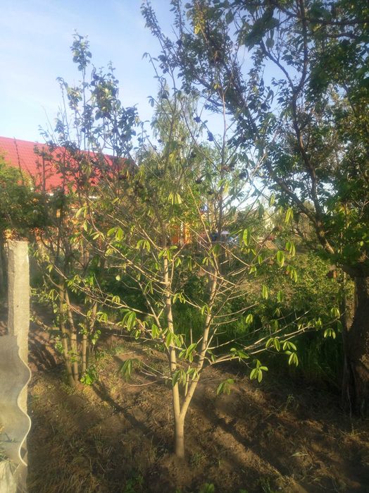 Азимина, банановое дерево, семена