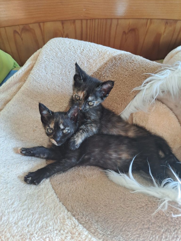 Duas gatinhas para adoção