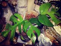 Monstera Minima Variegata Green Mint UNIKAT ! Raphidophora Tetrasperma