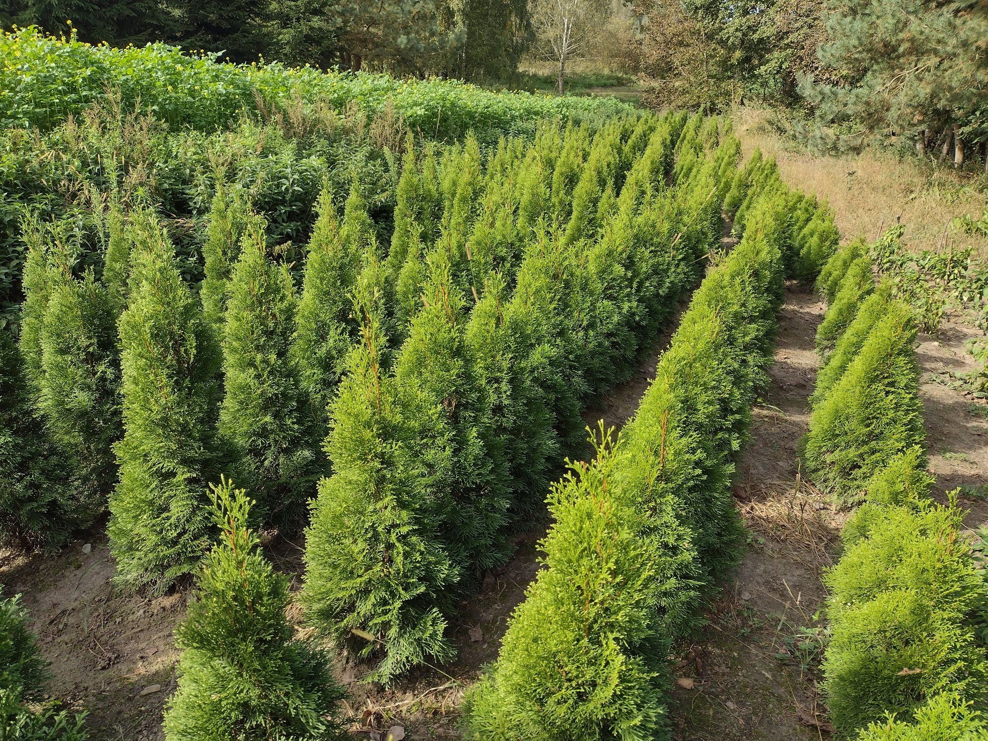 Tuja szmaragd Thuja smaragd tuje żywopłot