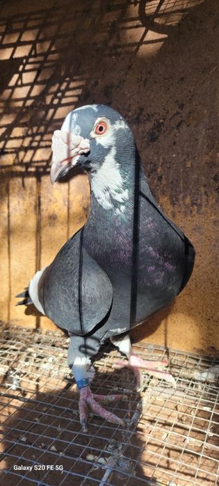 Gołębie staropolskie