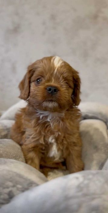 Модный мальчик кавапу.