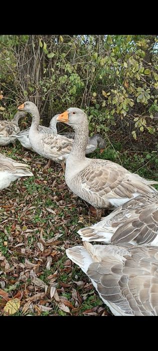 Гуси бійцеві прямоносі