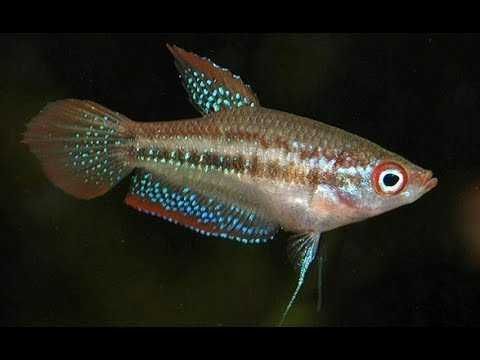 Gourami Pigmeu - Trichopsis pumila