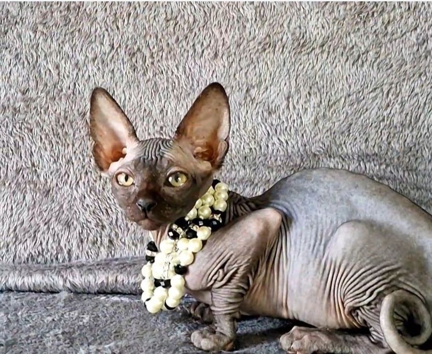 Czarna koteczka Sfinks Kanadyjski