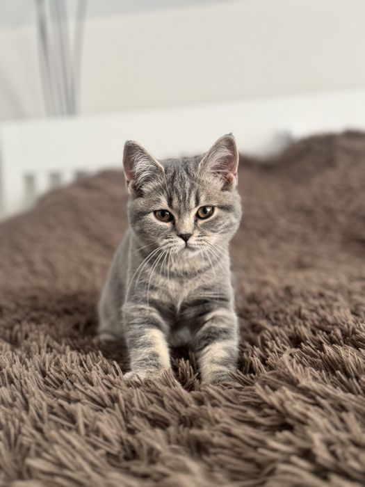 Kotki Szkockie Brytyjskie Krótkowłose