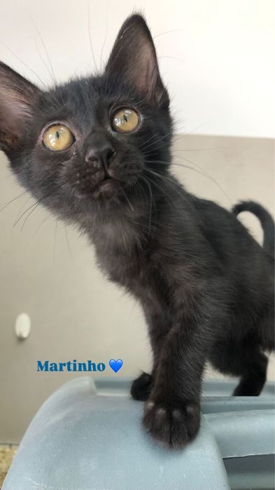 Gatos para adocão