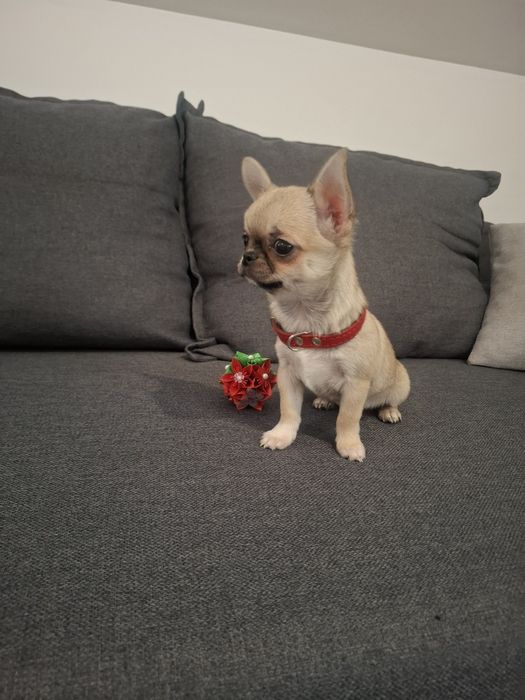 Przeurocza  sunia chihuahua