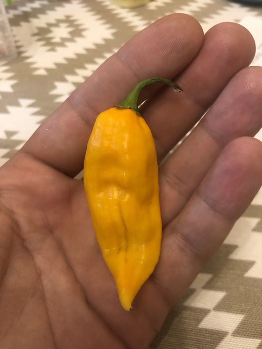 Насіння перцю Fatalii Yellow
