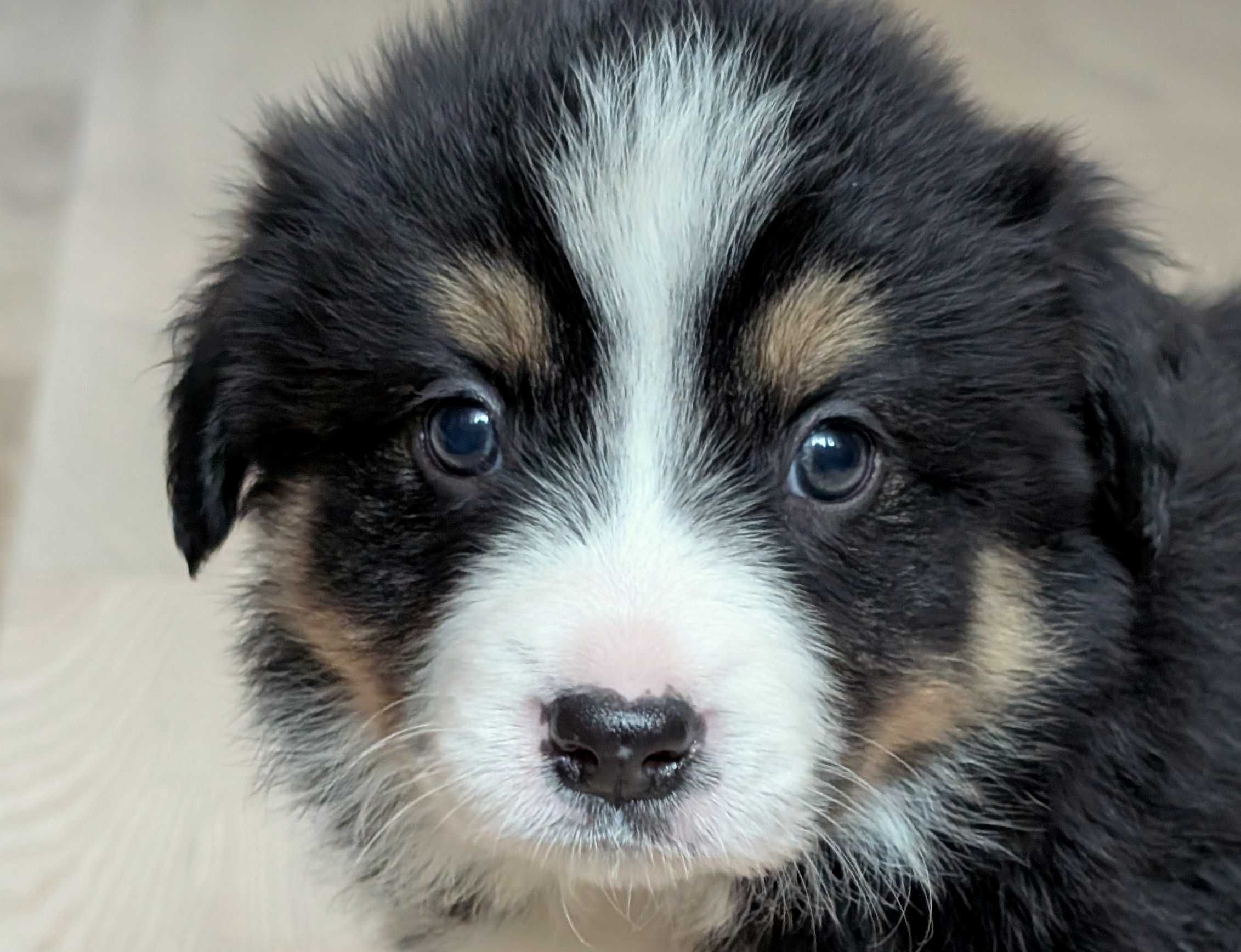 Border Collie sunia suczka przebadani rodzice do odbioru