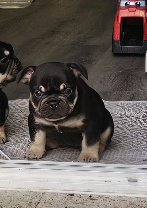 Buldogue Frances Black and Tan