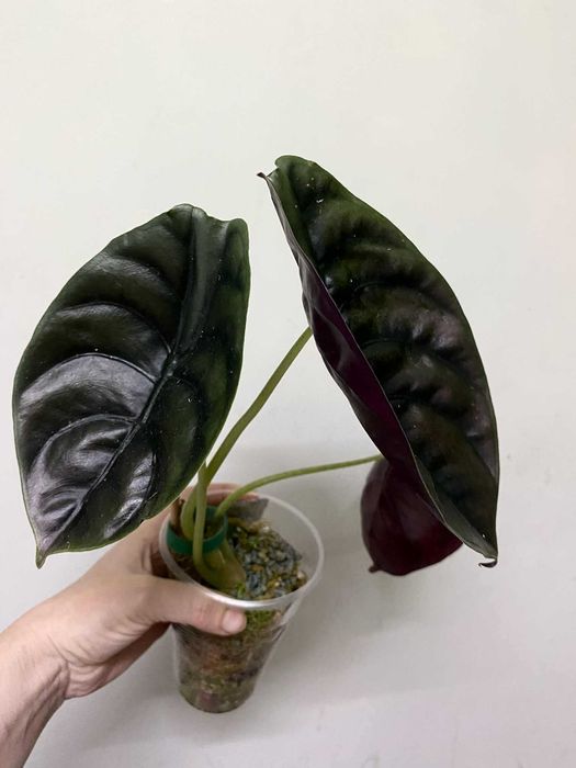 Алоказія Тигрина,ніндзя,гагеаана аурея і лаутербахіана вар, купрея