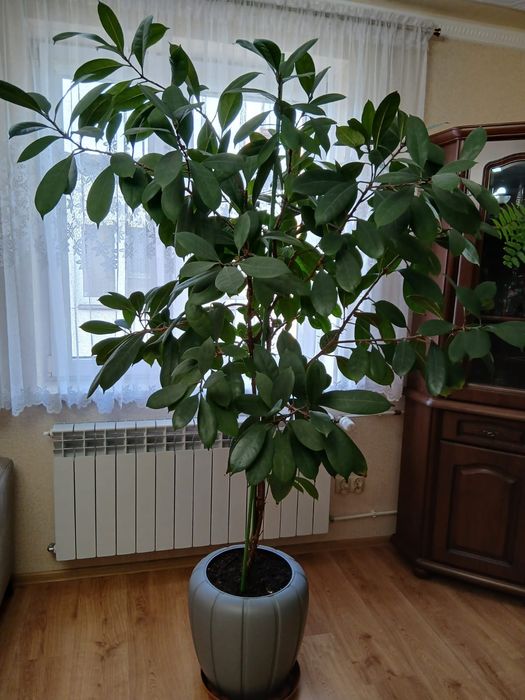 Kwiat doniczkowy duży piękny fikus wysokość 210cm