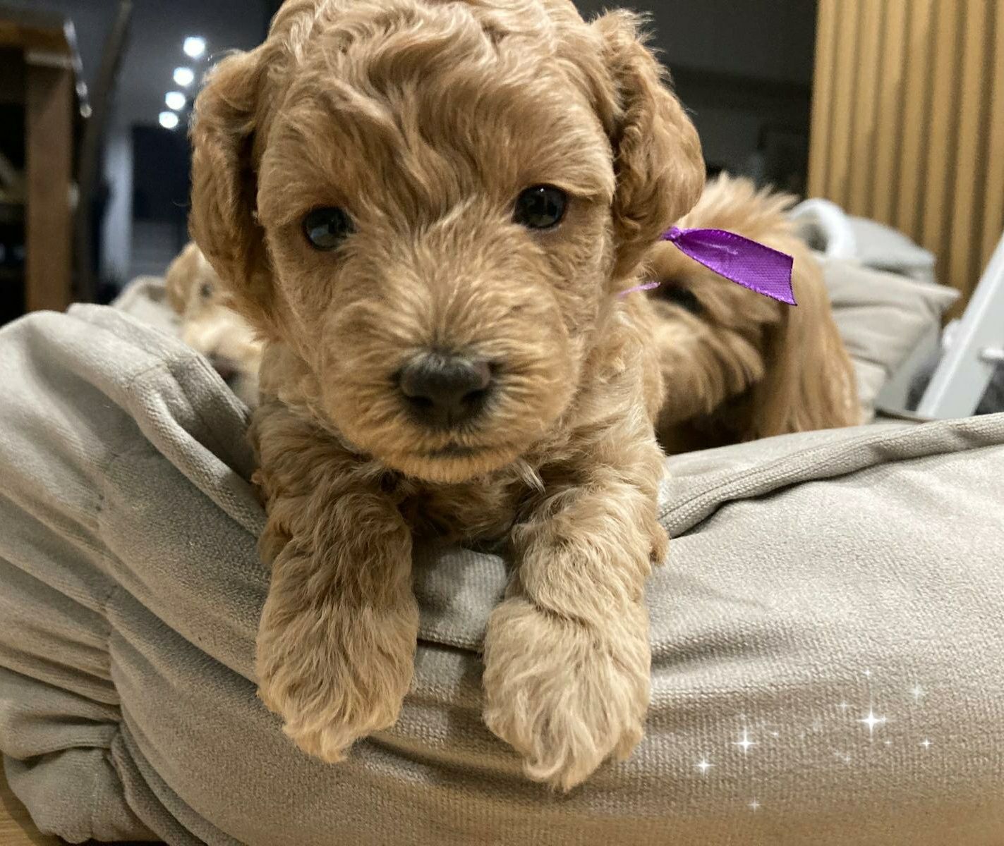 Suczka Maltipoo F1b - zarezerwowana