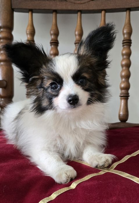 Papillon Spaniel kontynentalny miniaturowy  - sunia - ZKwP/FCI