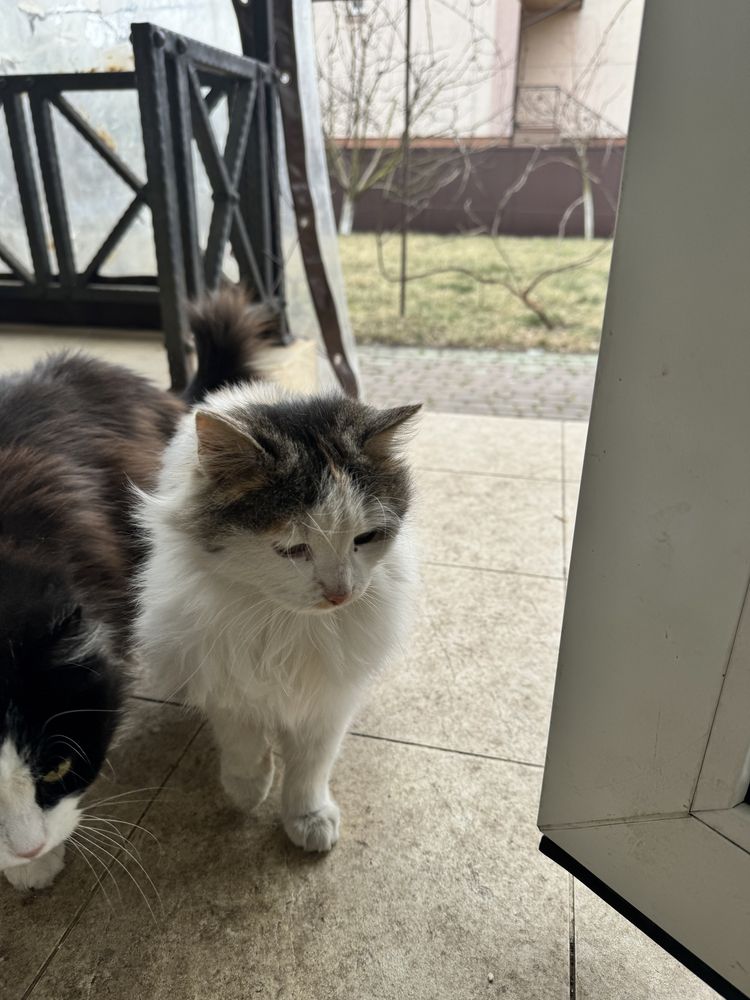 Котята кошенята кот кошка кіт кішка бесплатно