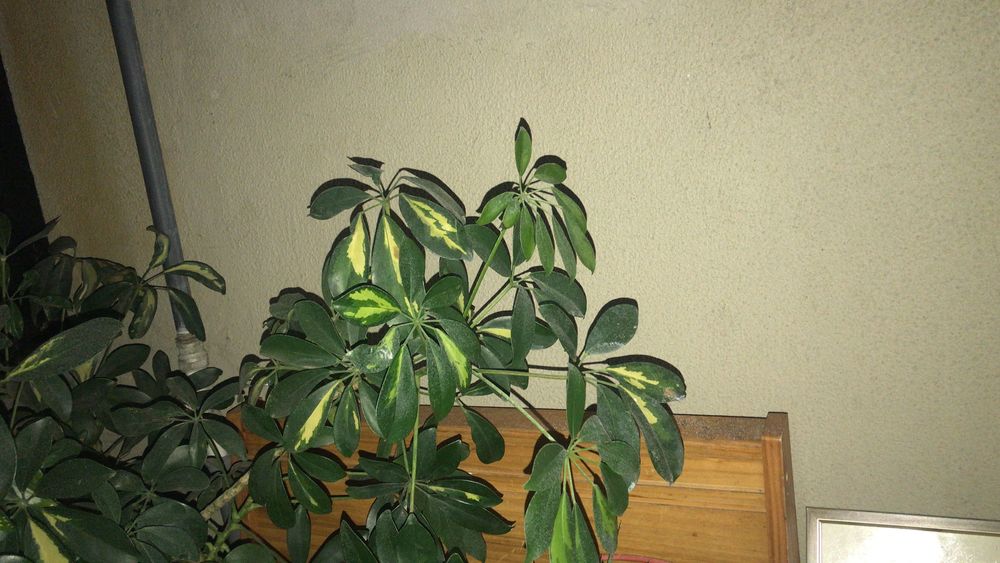 Hospedagem diária