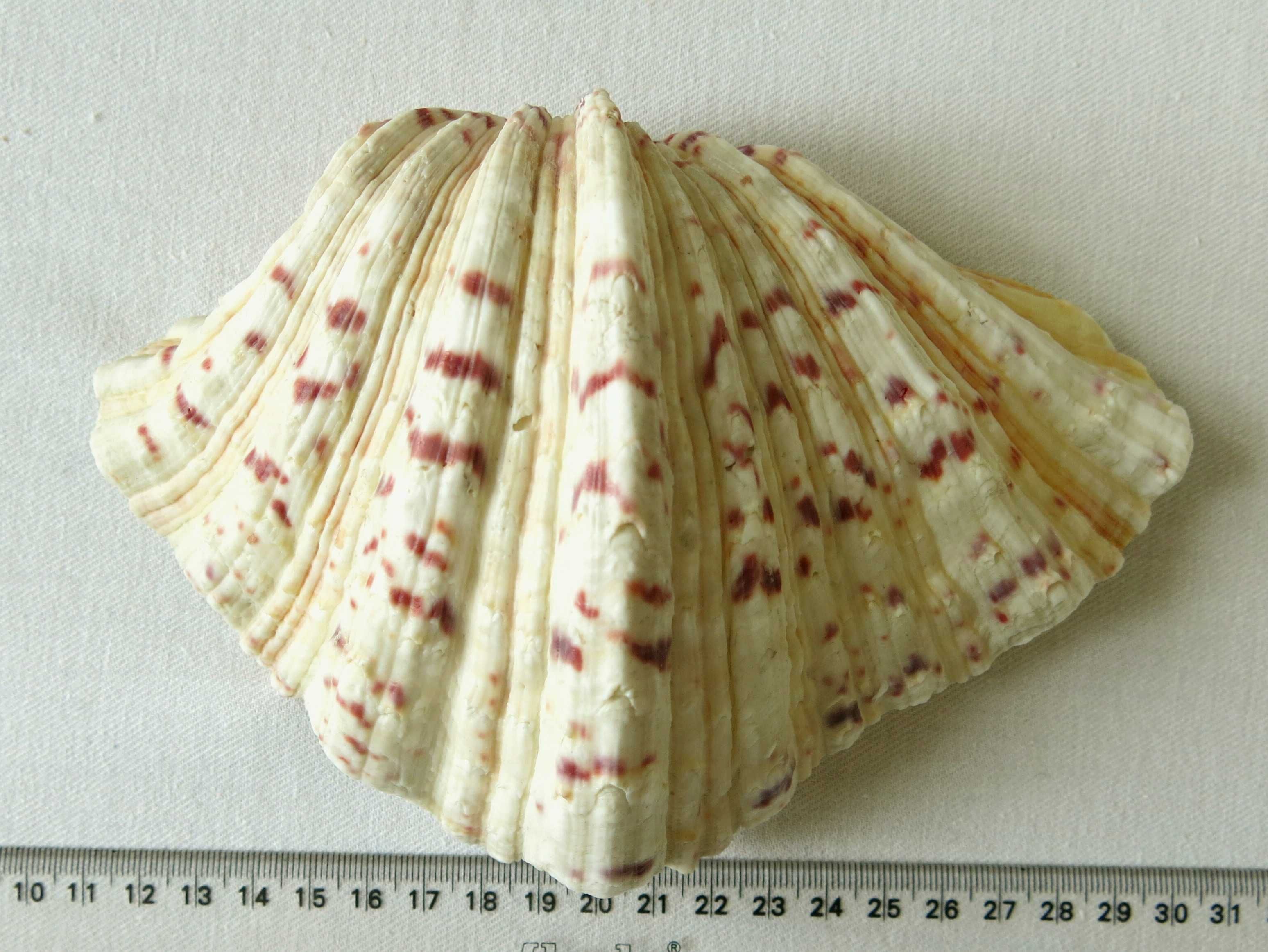 Muszla morska, hippopus plamisty, Hippopus hippopus - 18,3 cm