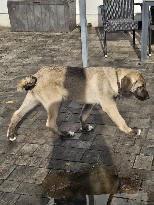 Kangal chlopiec FCI