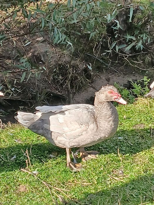 Продам мускусних качок(шипунів)