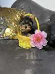Yorkshire terrier piesek