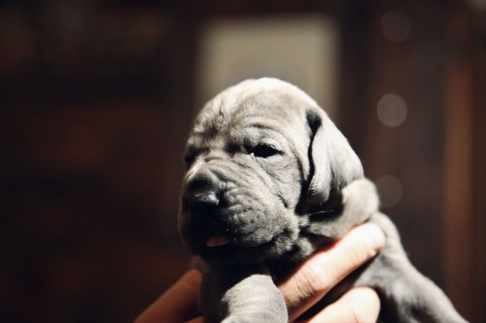 Piękne blekitne szczeniaczki rady Dog Niemiecki Rodowod FCI