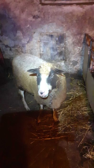 sprzedam owcę i barana