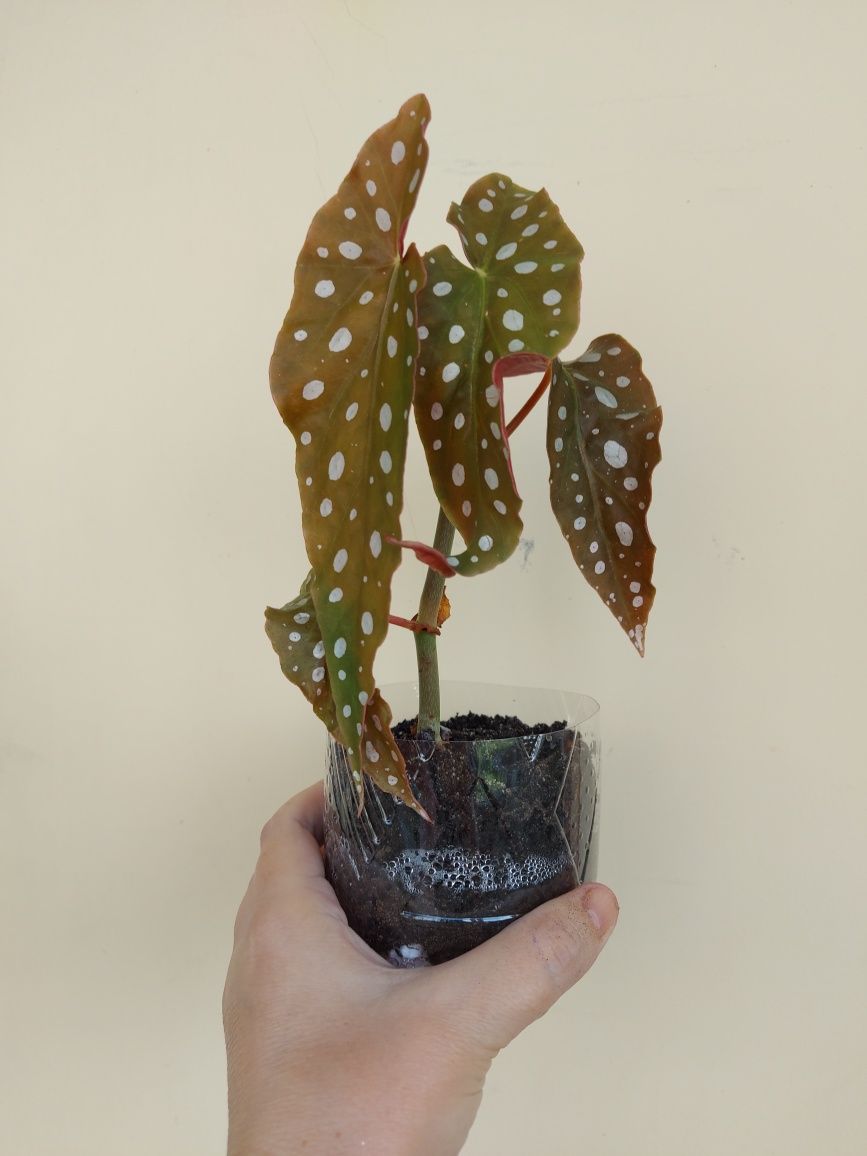 Бегония Макулата / Begonia maculata