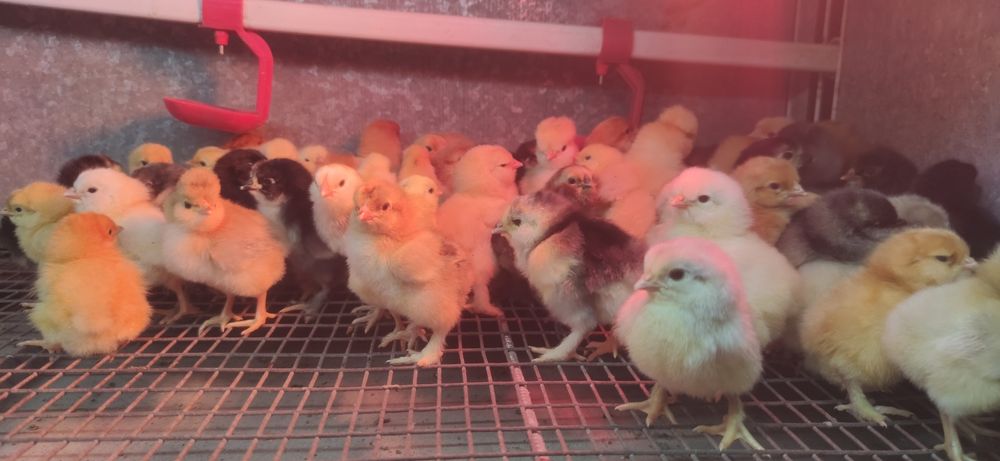 Продам домашні курчата