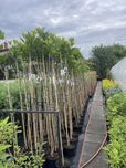 Klon globosum 220cm c10
