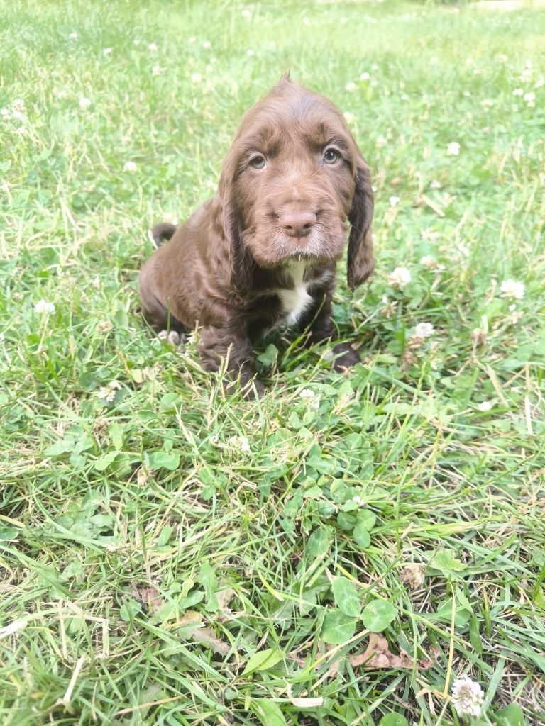 Cocker spaniel angielski - czekoladowy samiec