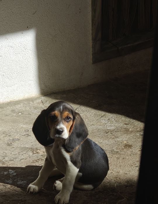 Beagle macho puro magnifico