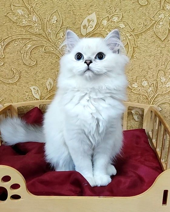Голубоглазый мальчик шиншиллка