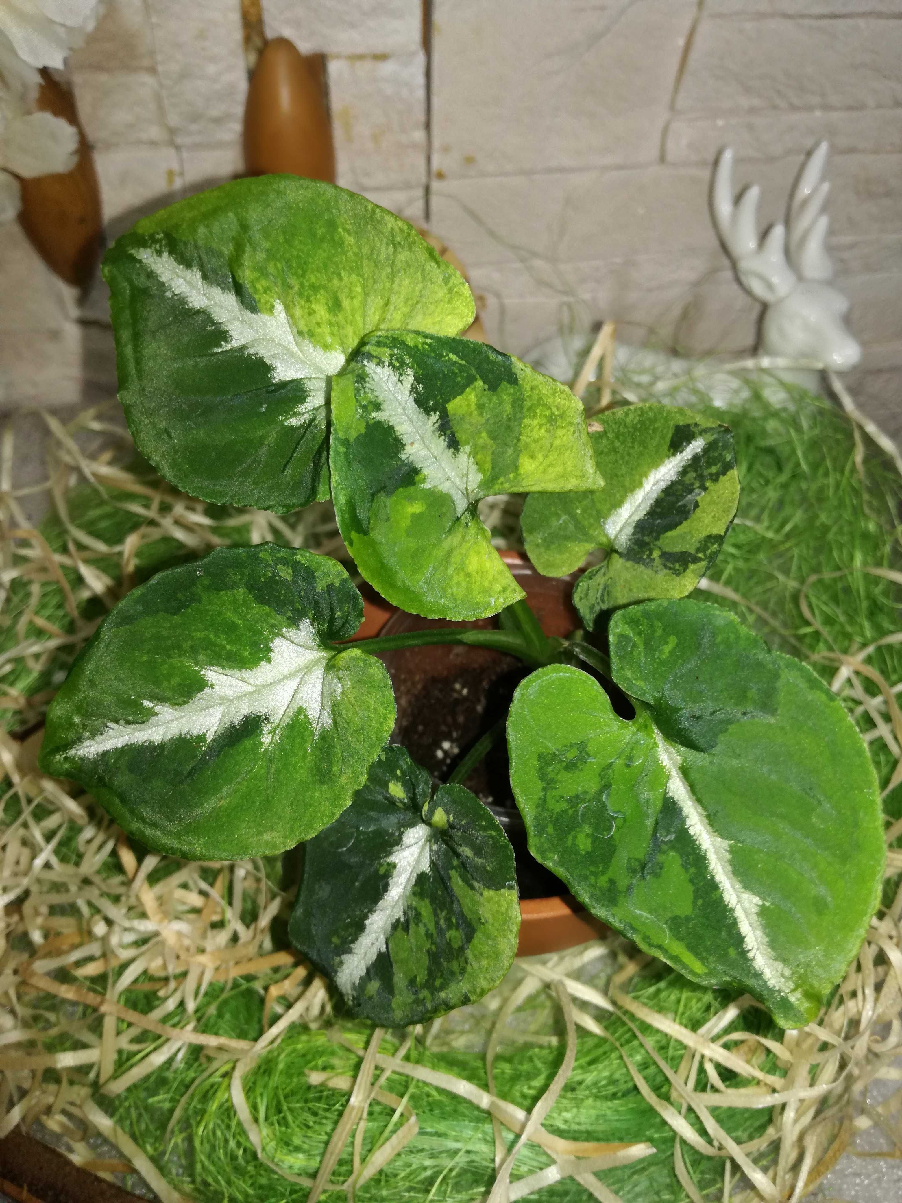 Syngonium Scrambled Eggs Variegata monstera philodendron filodendron