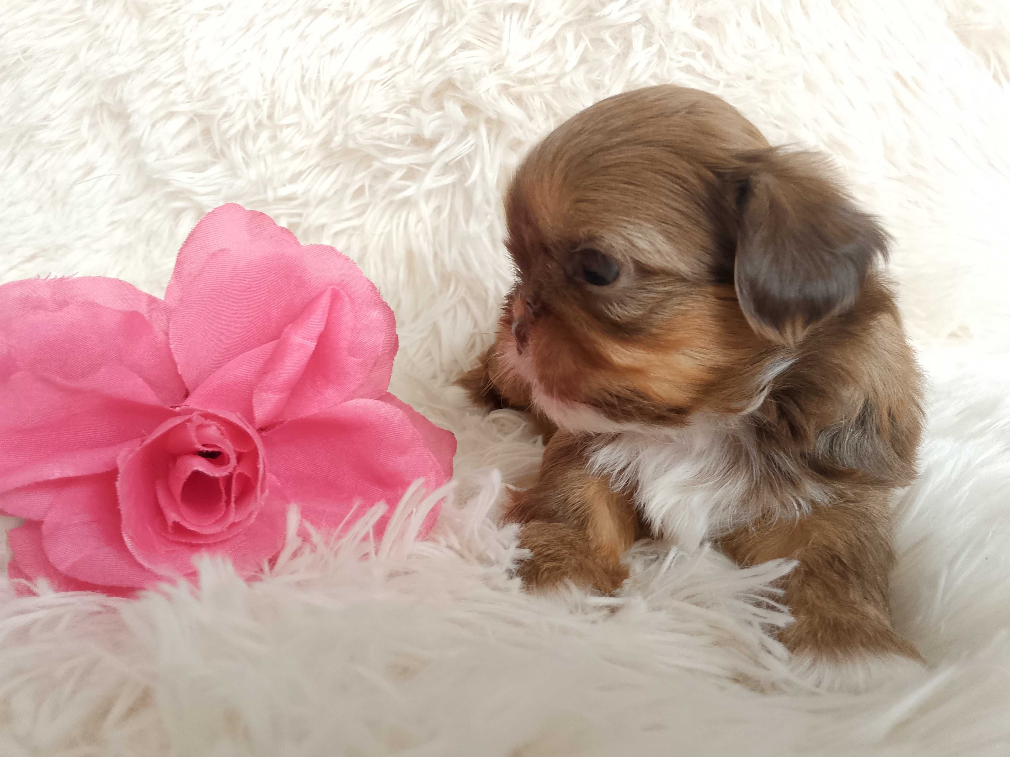 Przepiękna suczka rasy Shih-Tzu szuka domku
