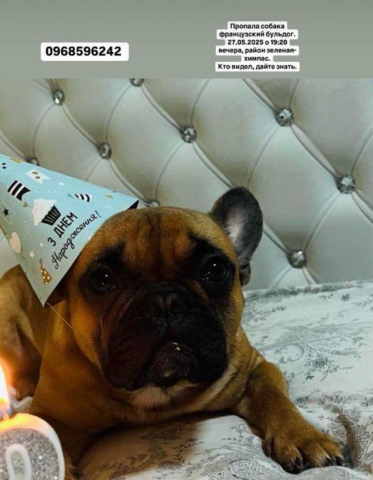 Пропала собака породи французкий бульдоог. даємо за 2000 грн