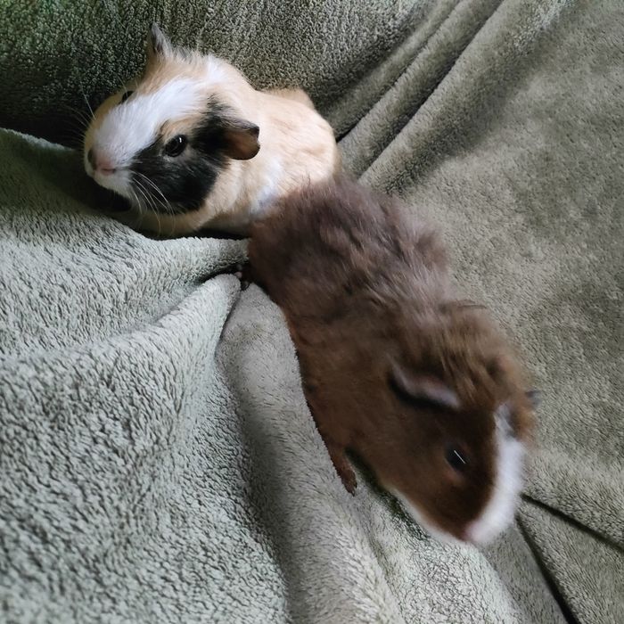 Świnki morskie samce kawia domowa tylko biszkoptowa