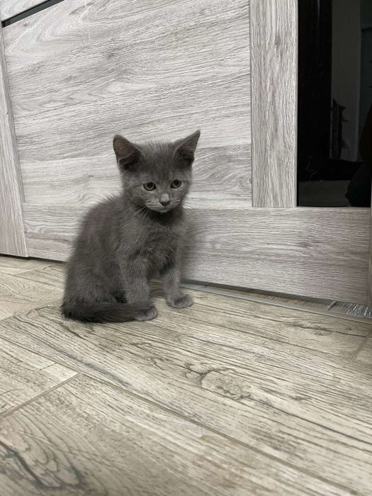 Британские котята