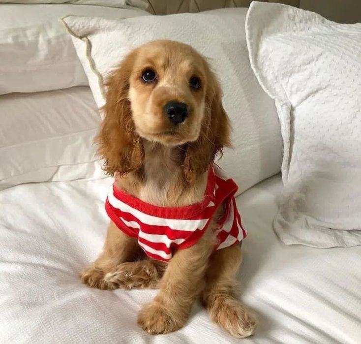 Незвичайно гарні цуценята кокер спаніелів