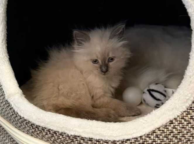 Kotka Kocurek Syberyjski Neva Masquarade ROOWÓD dla ALERGIKÓW