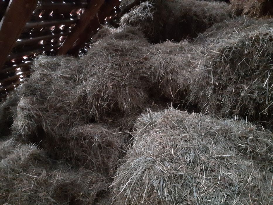 Siano i słoma tegoroczna 2025