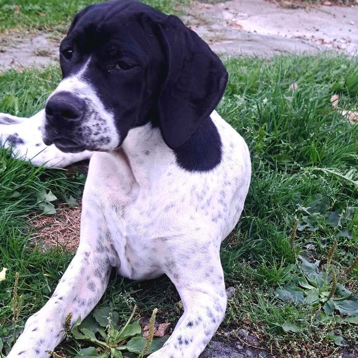 Pointer, piękna suczka- wyżeł angielski FCI