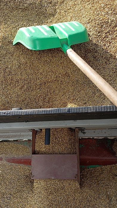 Sprzedam owies ze żniw 2025