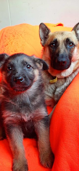 Szczeniaki owczarkowate do adopcji