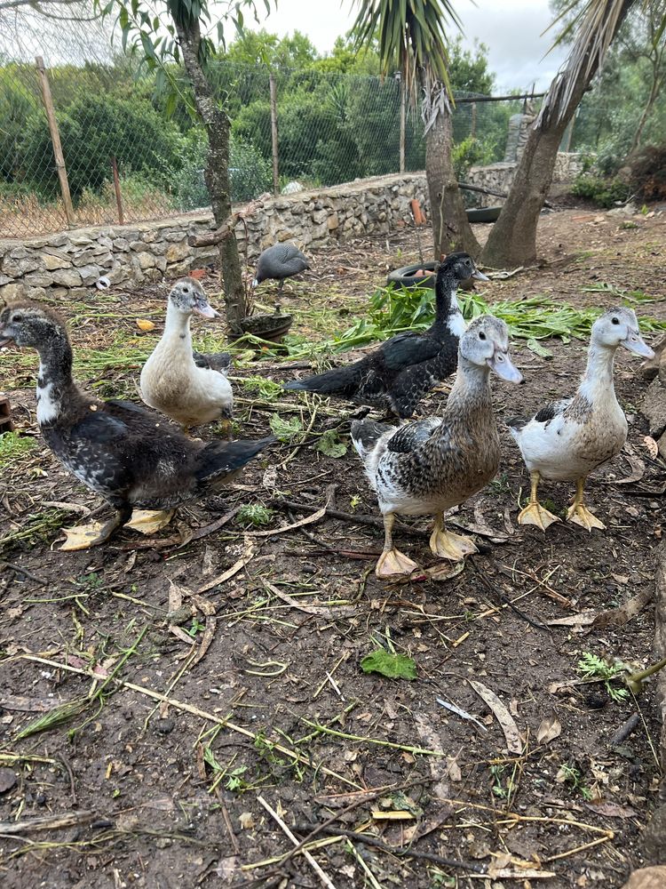 Vende se patos mudos com 5 meses