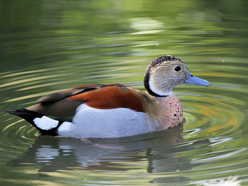 Casal Repordutor Patos Ringed Teal