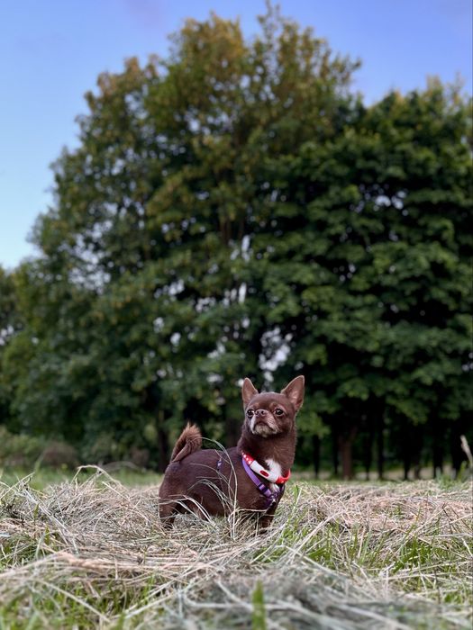 Шикарний кавалер запрошує на побачення (в'язка)