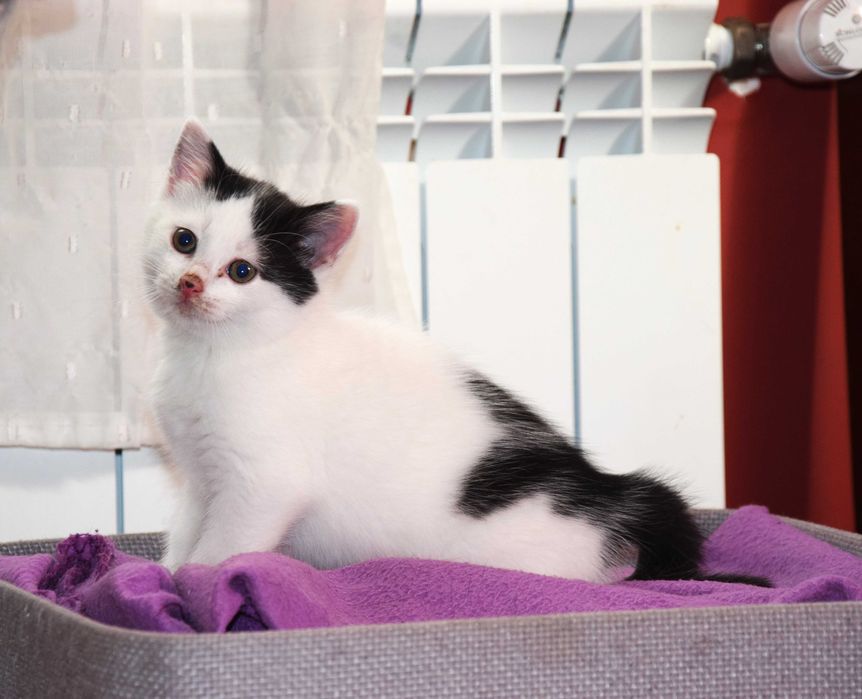 Cudne, kochane, bezdomne rodzeństwo kociąt szuka domków