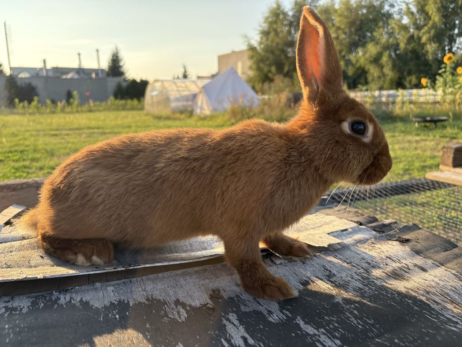 Królik króliki nowozelandzki czerwony nowozelandzkie czerwone młode